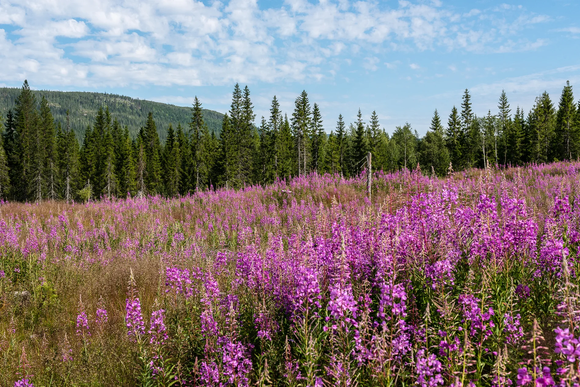 Summer Norway