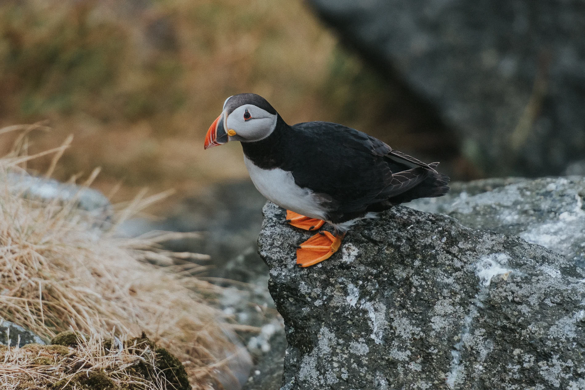 Puffin, Runde