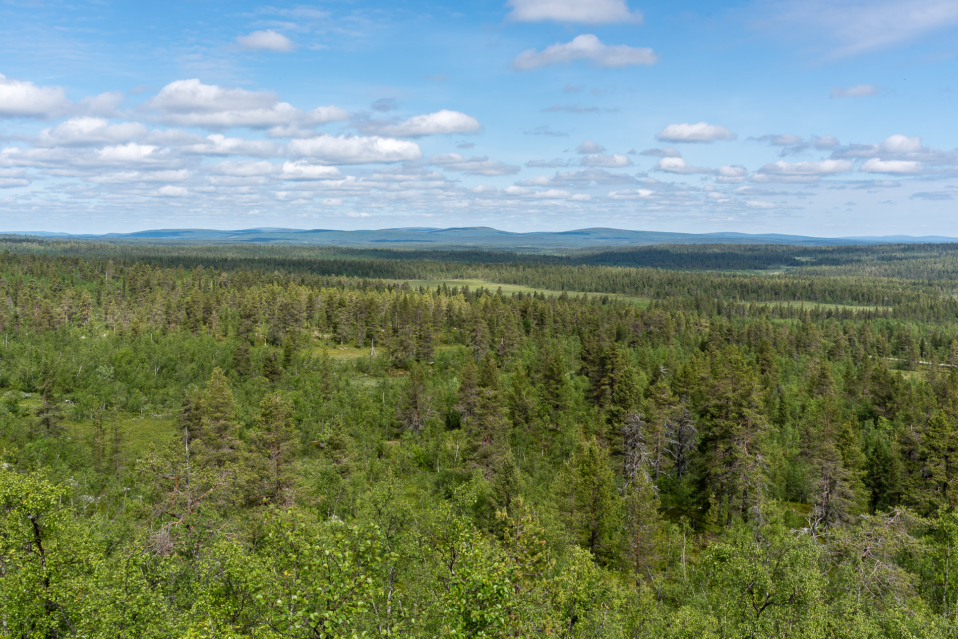 Finland, Trees