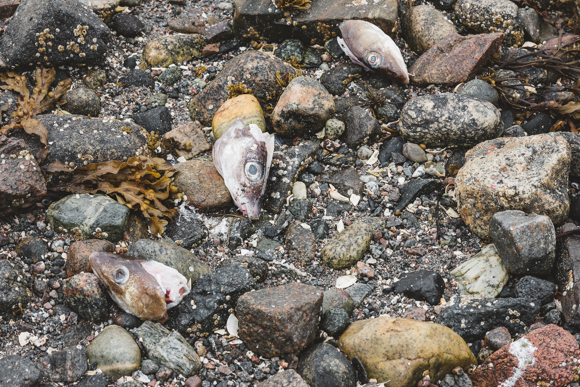 How much is the Fish ? , Norway