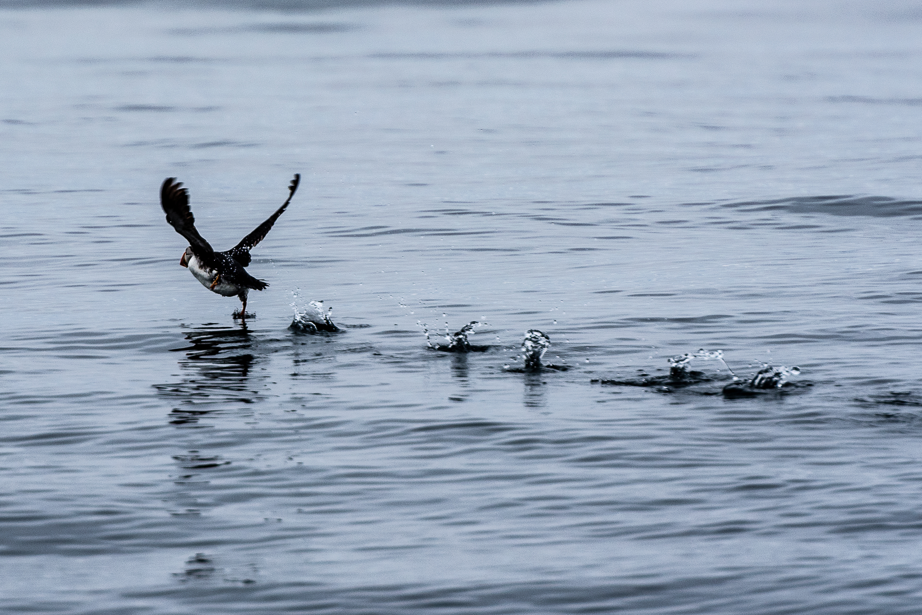 Puffin, Bleik, Norway