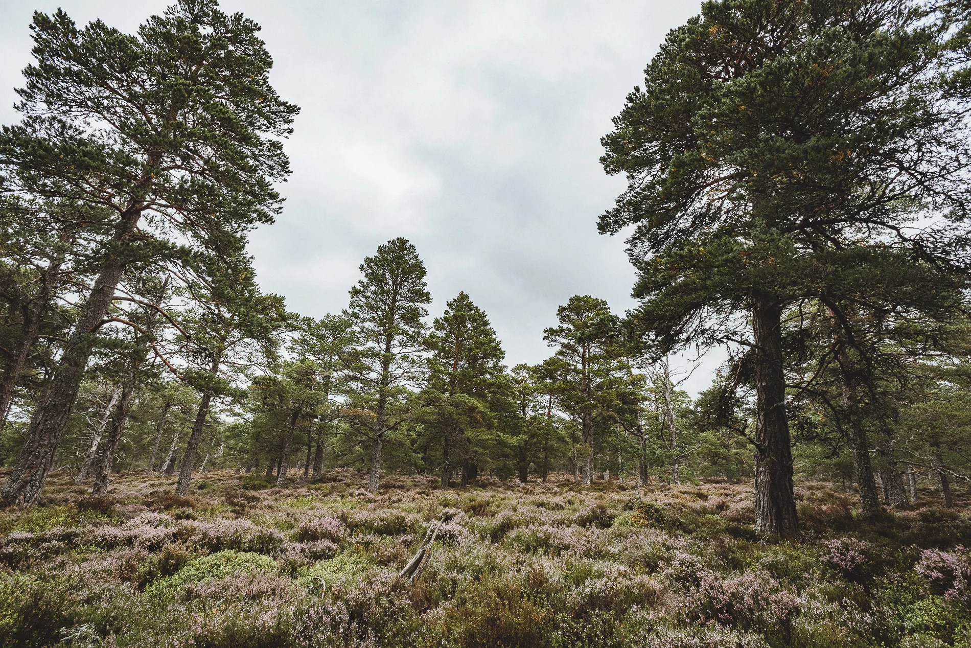 Trees, Scotland
