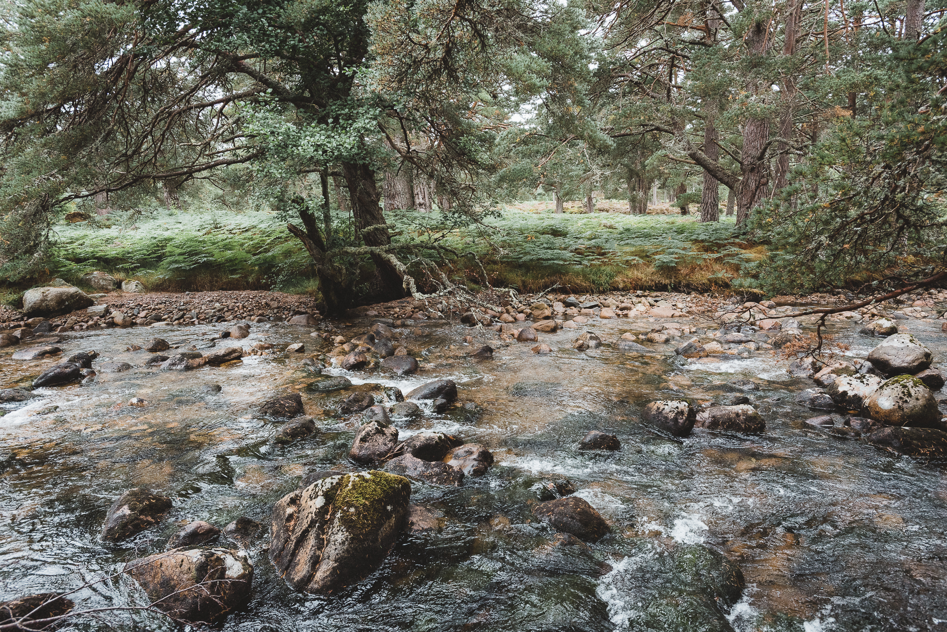 Trees and River