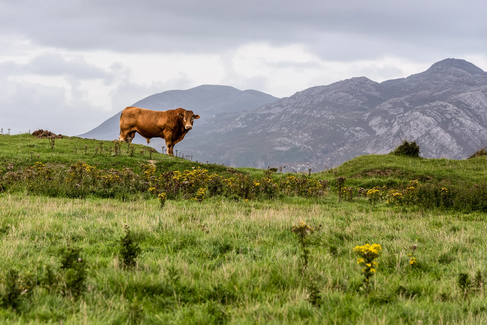 The Boss, Portsalon, Ireland