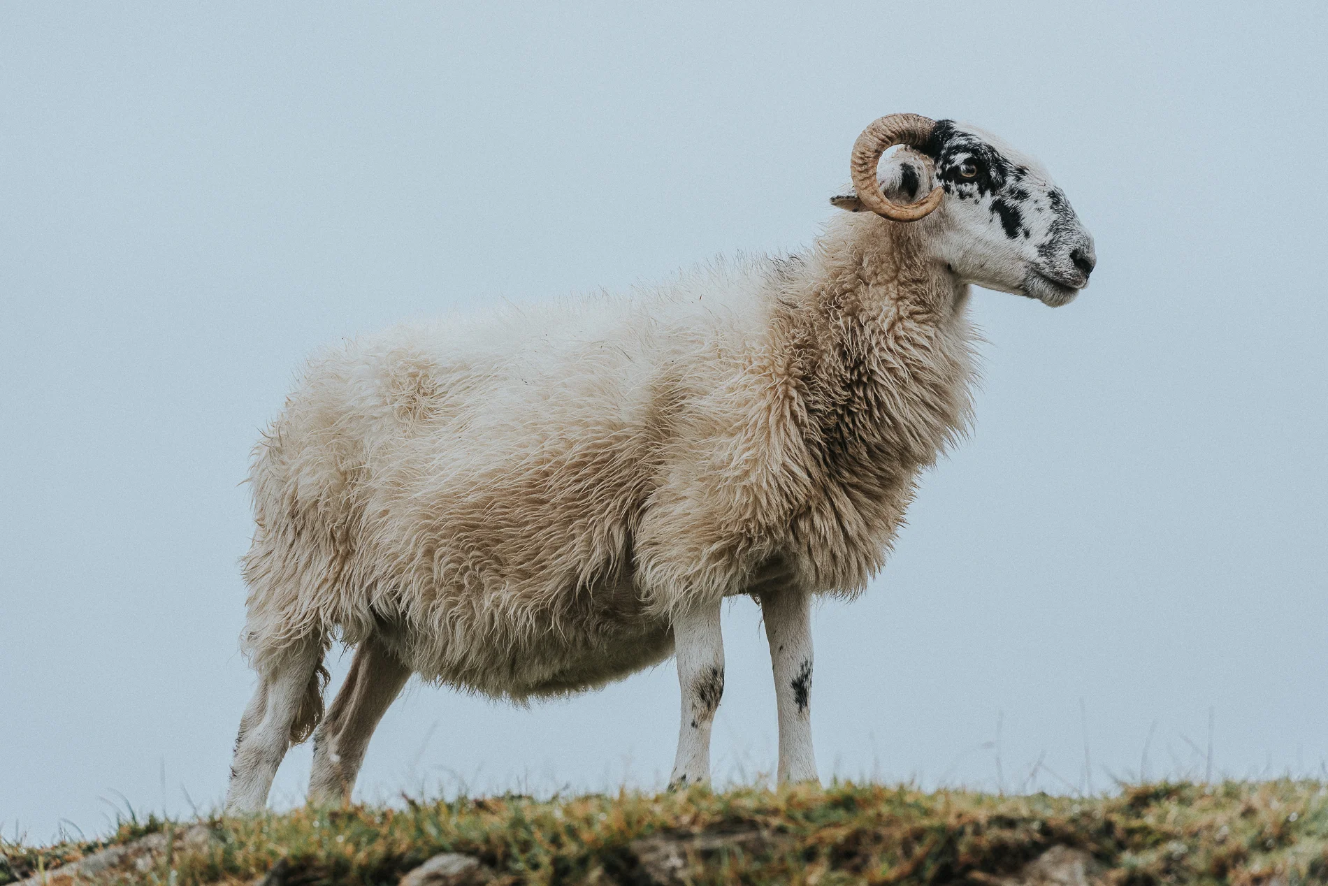 Sheep
