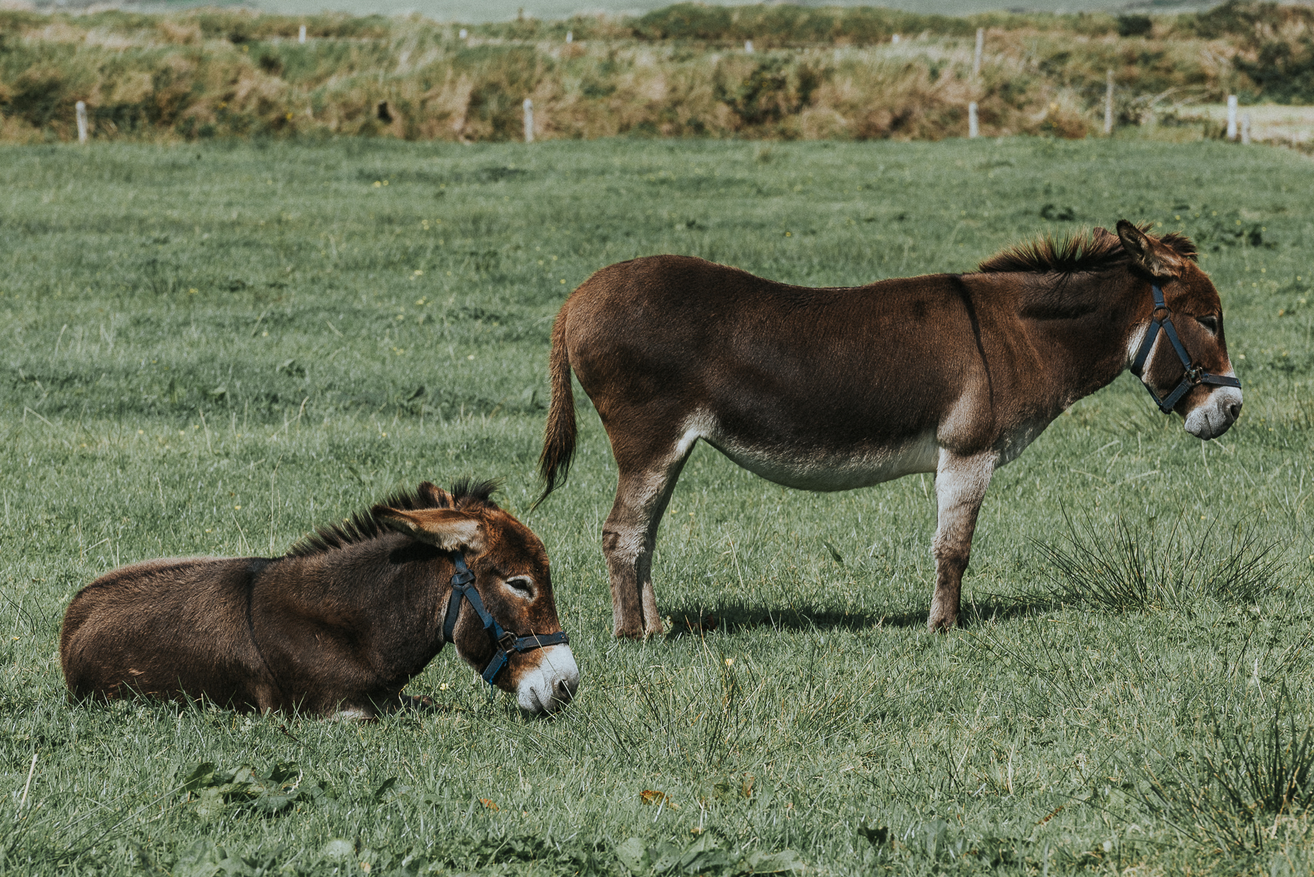 Donkeys, Ireland