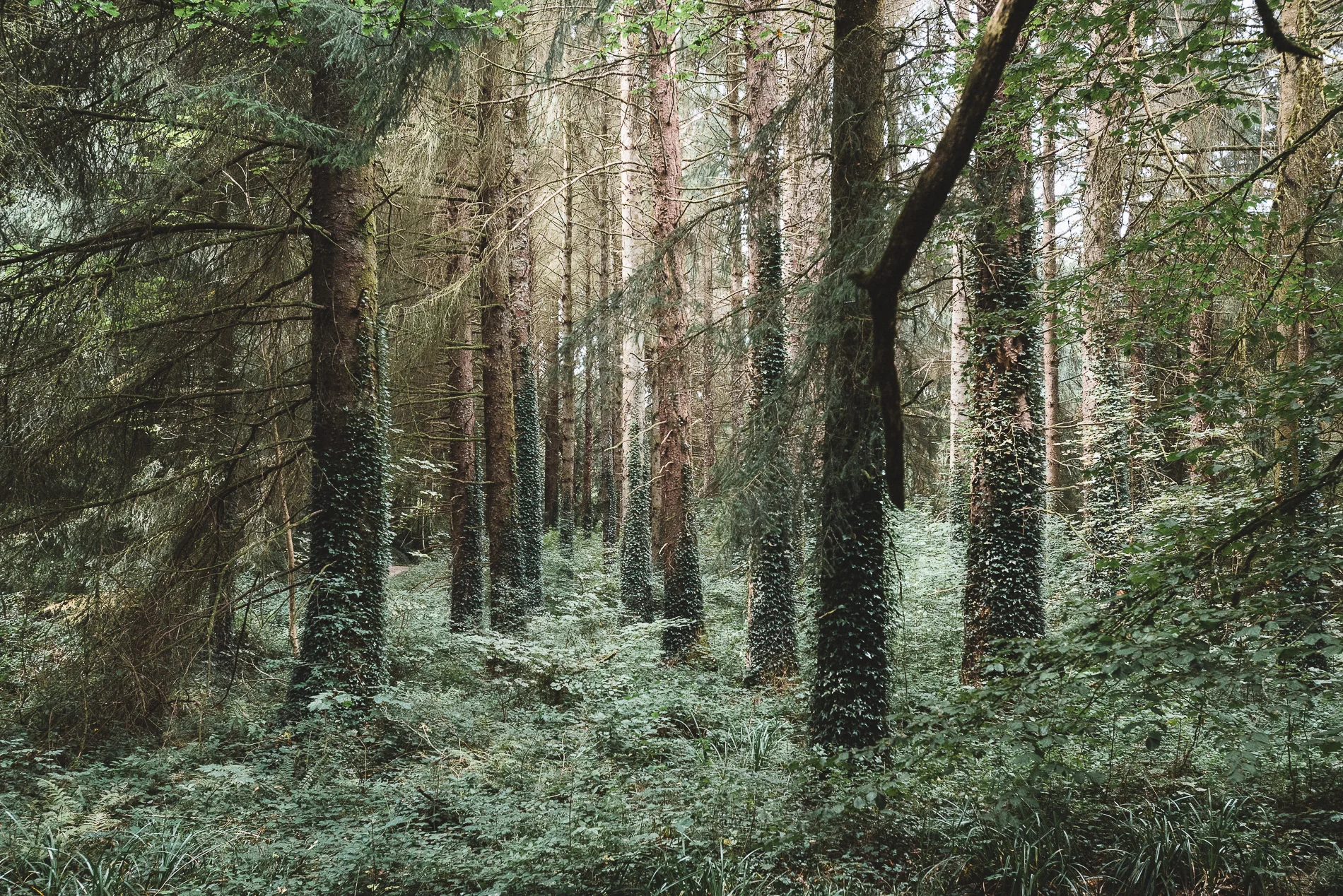 Huelgoat forest, Brittany