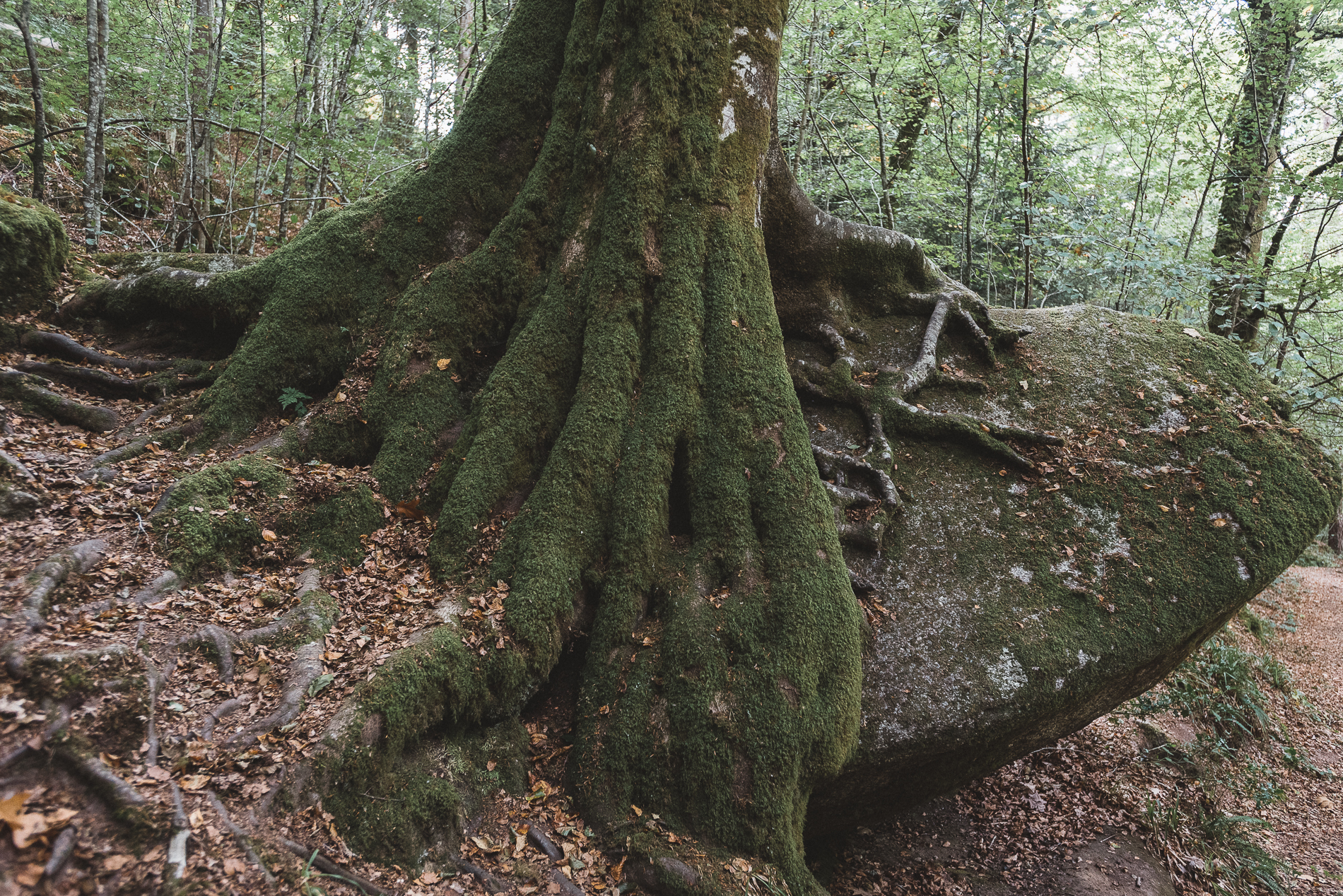 Huelgoat forest, Brittany