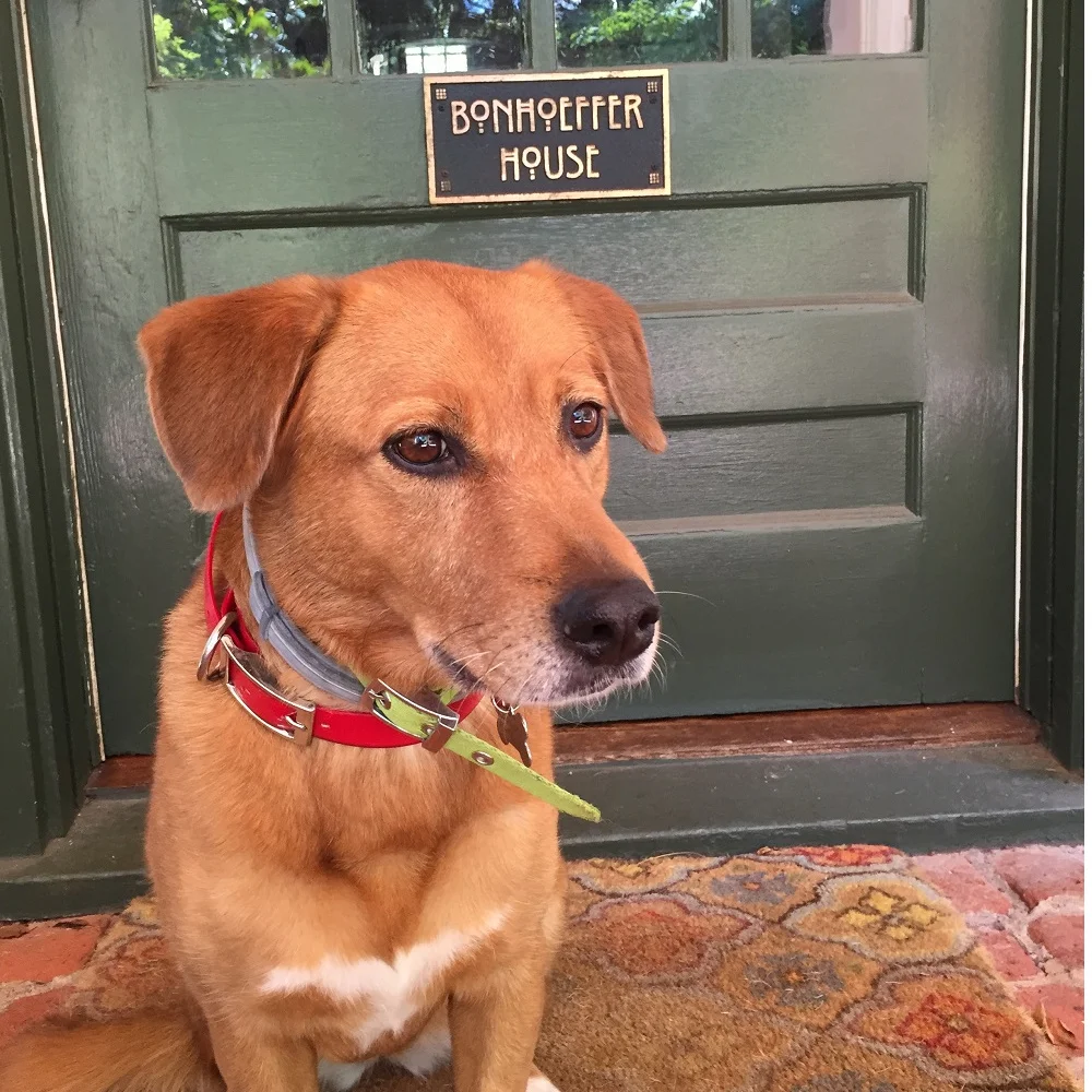ginger at the door square.jpg
