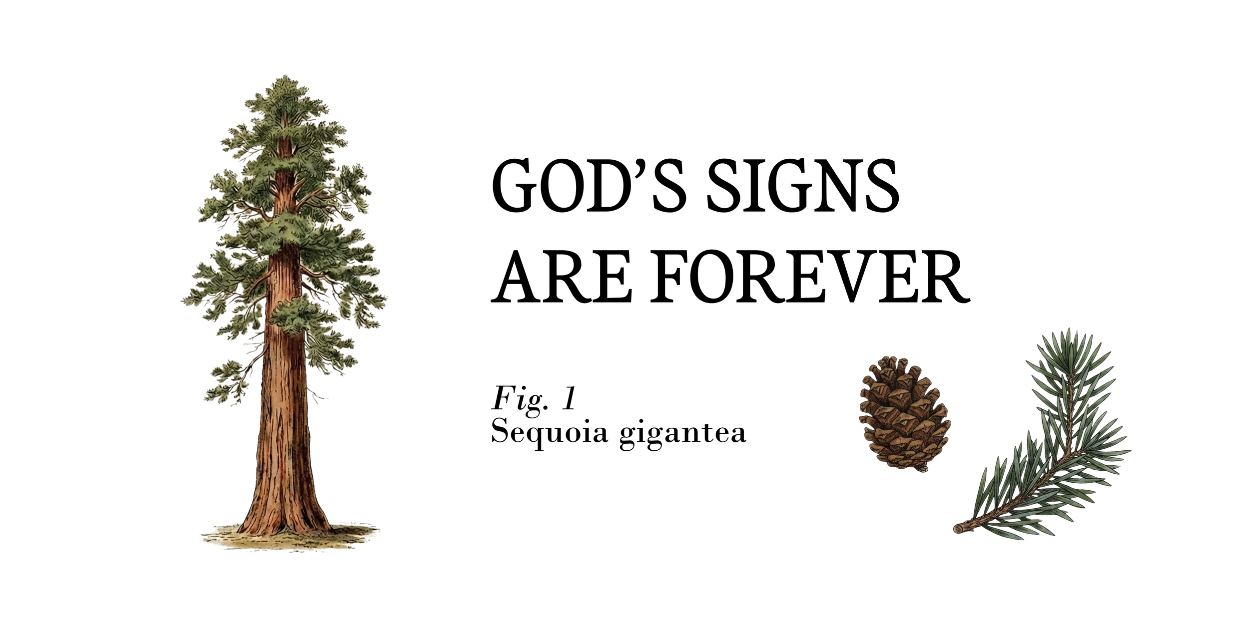 ADVENT 1: SEQUOIA
