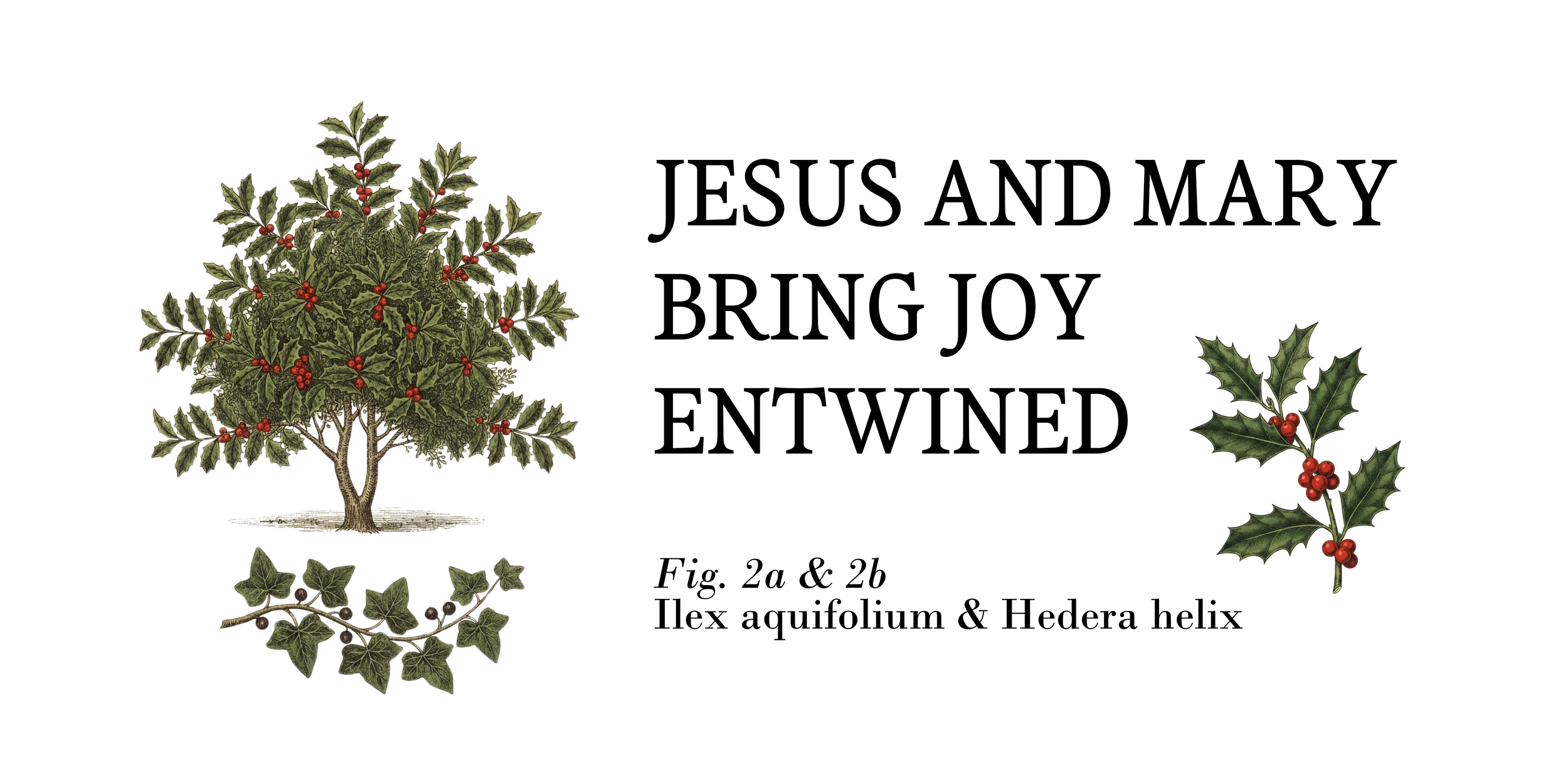 ADVENT 2: HOLLY
