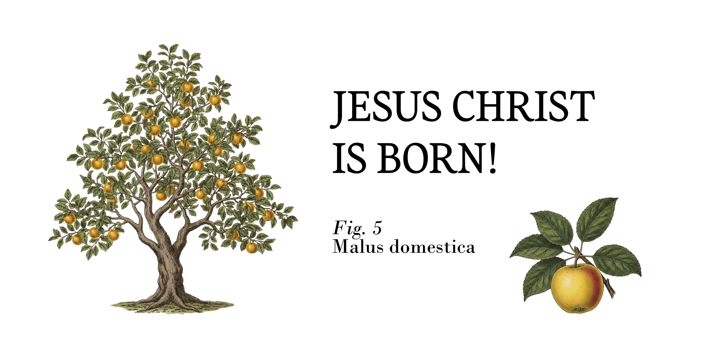 CHRISTMAS EVE: APPLE TREE