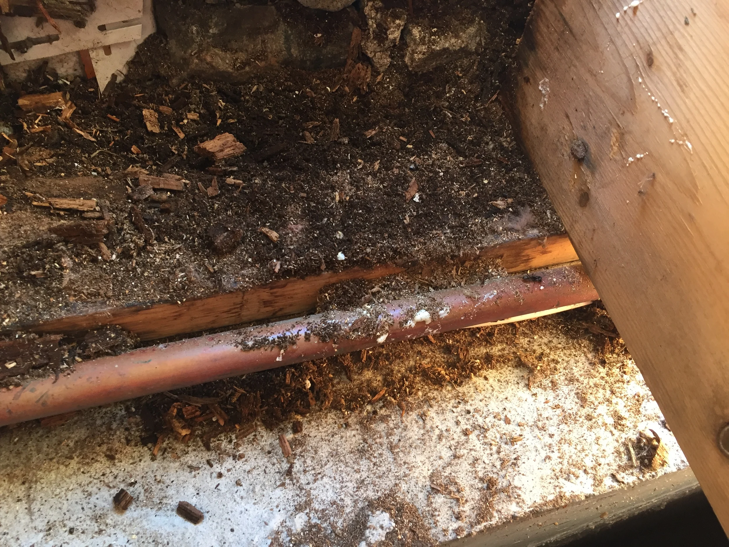 Joist Rot and Carpenter Ant damage