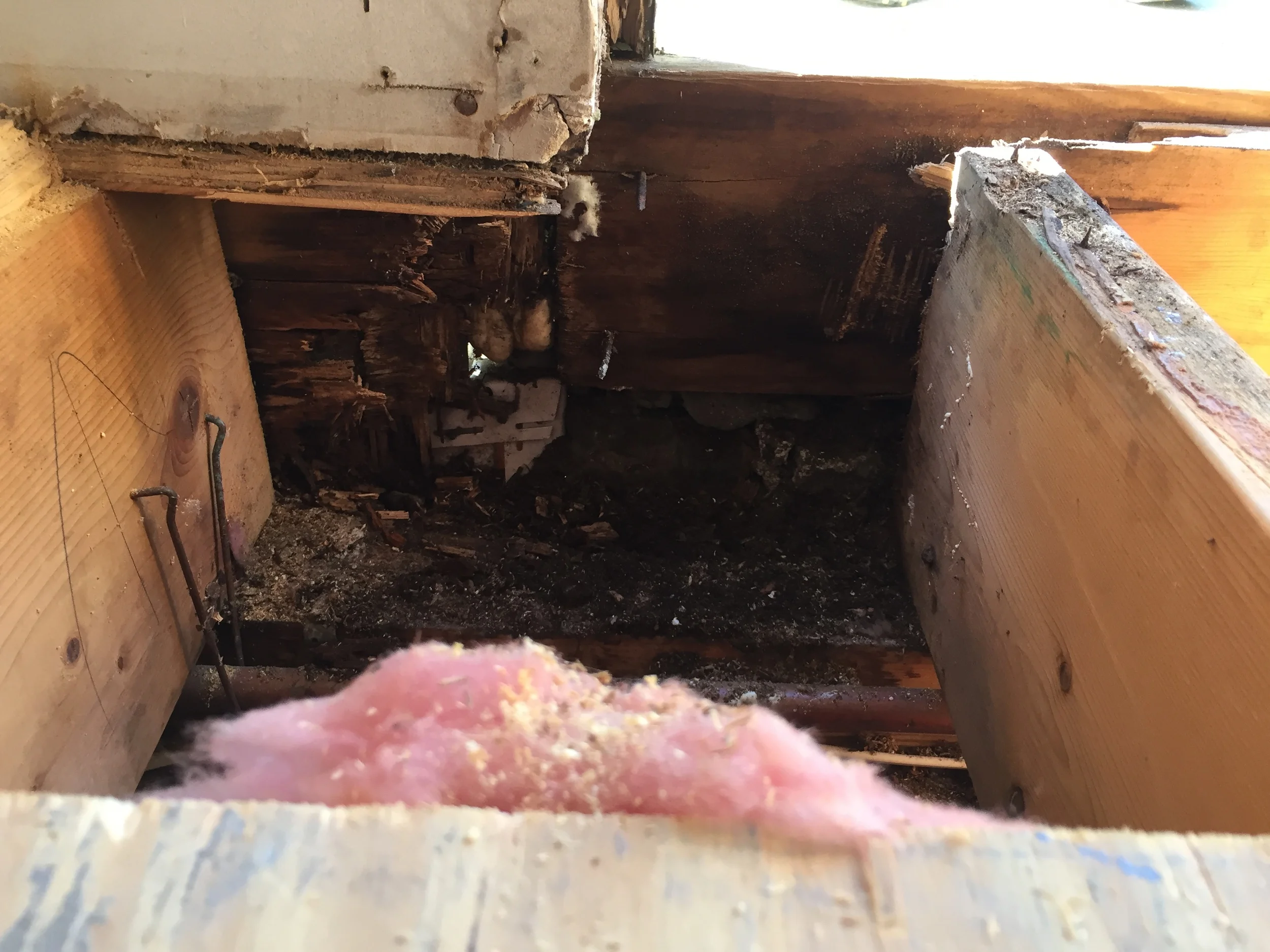 Joist Rot and Carpenter Ant damage