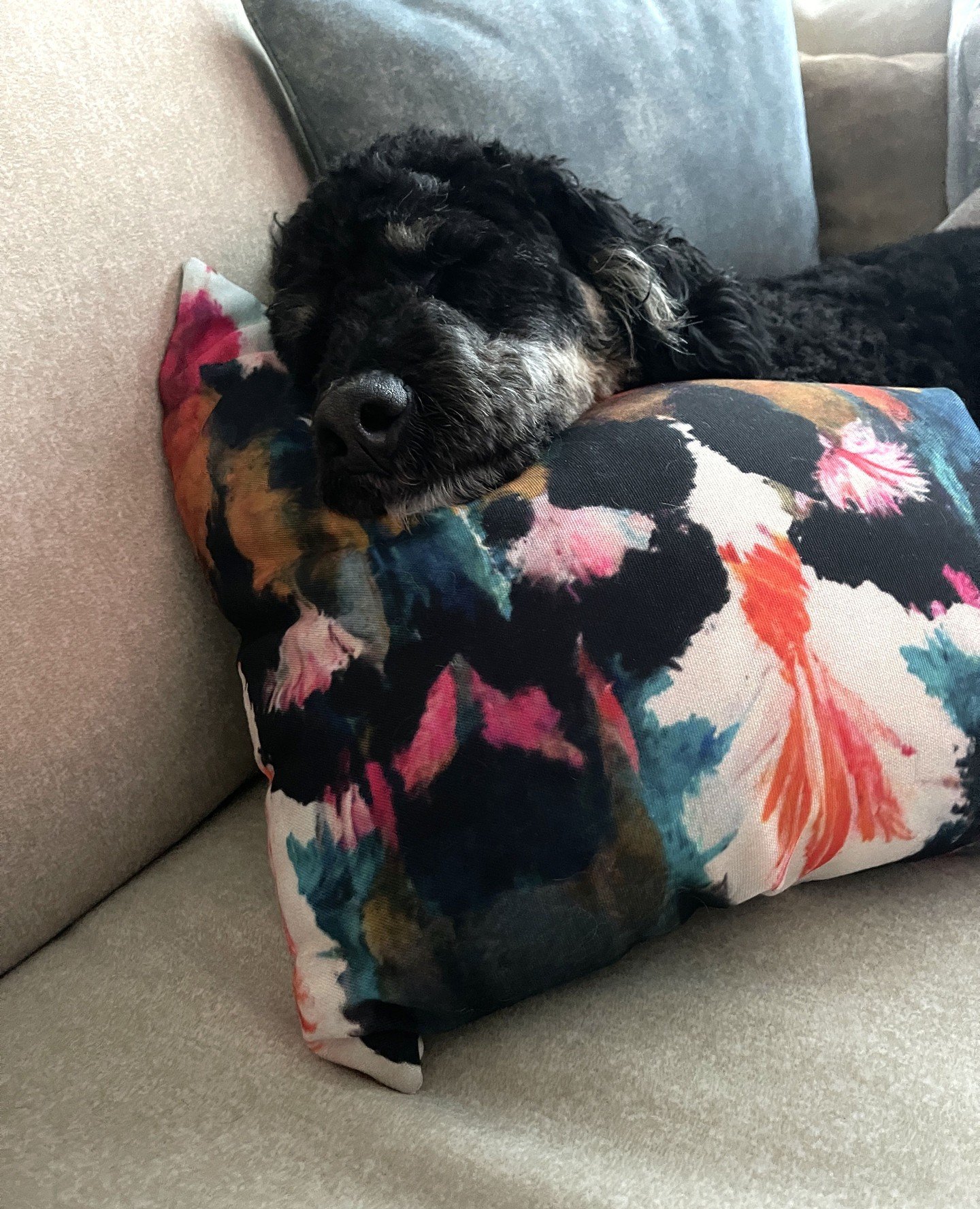 When your favorite design detail becomes their favorite nap spot 🩷⁠
.⁠
.⁠
.⁠
#mydesign #DesignLove #CozyHome #PetStyle #PillowCrush #InteriorMoments #ColorfulSpaces #HomeWithHeart #FurBabyApproved #ColorPop #PillowPerfection #InteriorInspo #HomeWith