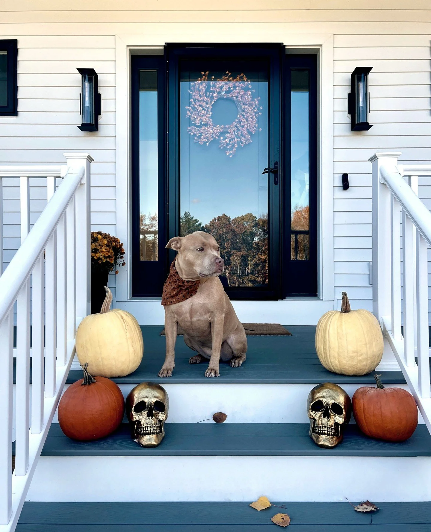 Fall light, happy dog, and a stairway ready for tricks and treats. Happy Halloween! 🍁🐾🎃