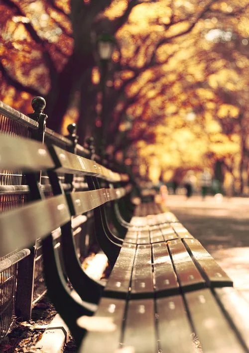f06e443a04b37cf444cc1878589fd768--park-benches-central-park.jpg