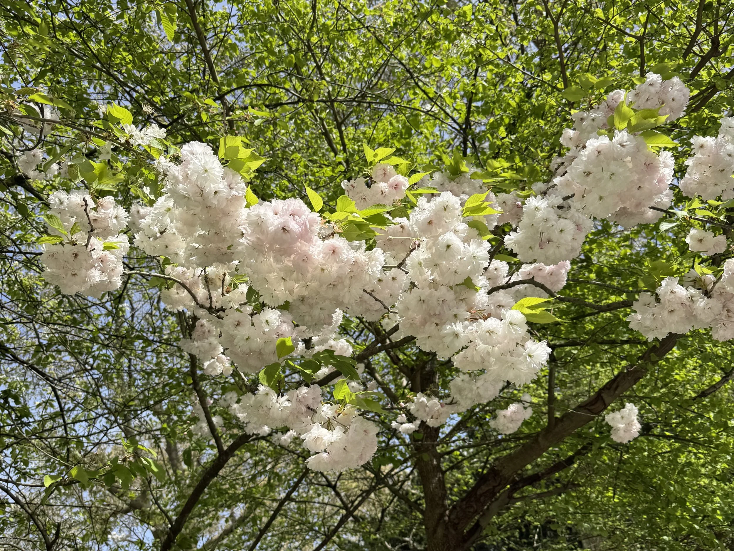 IMG_1778.jpeg