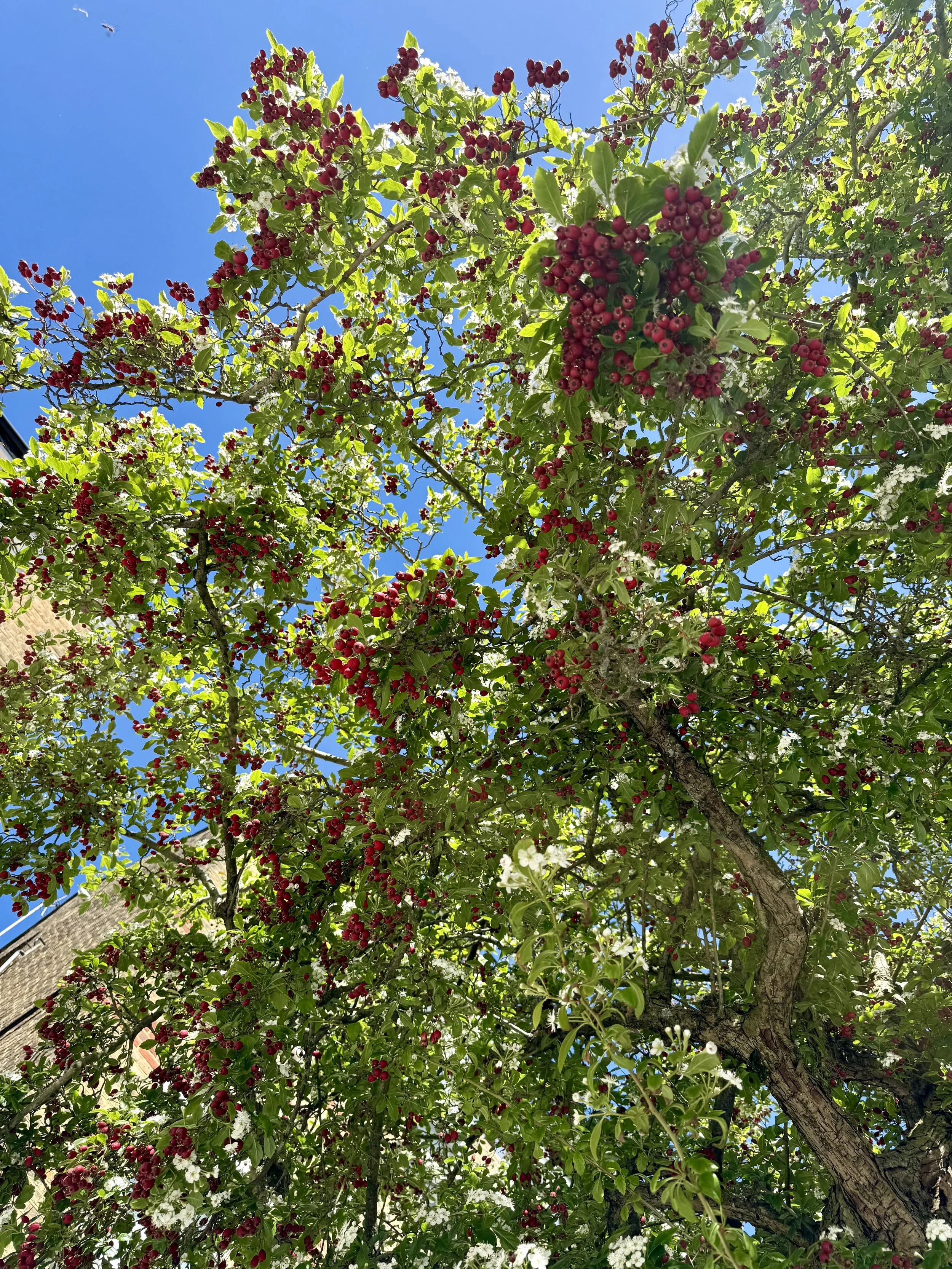 IMG_1927.jpeg