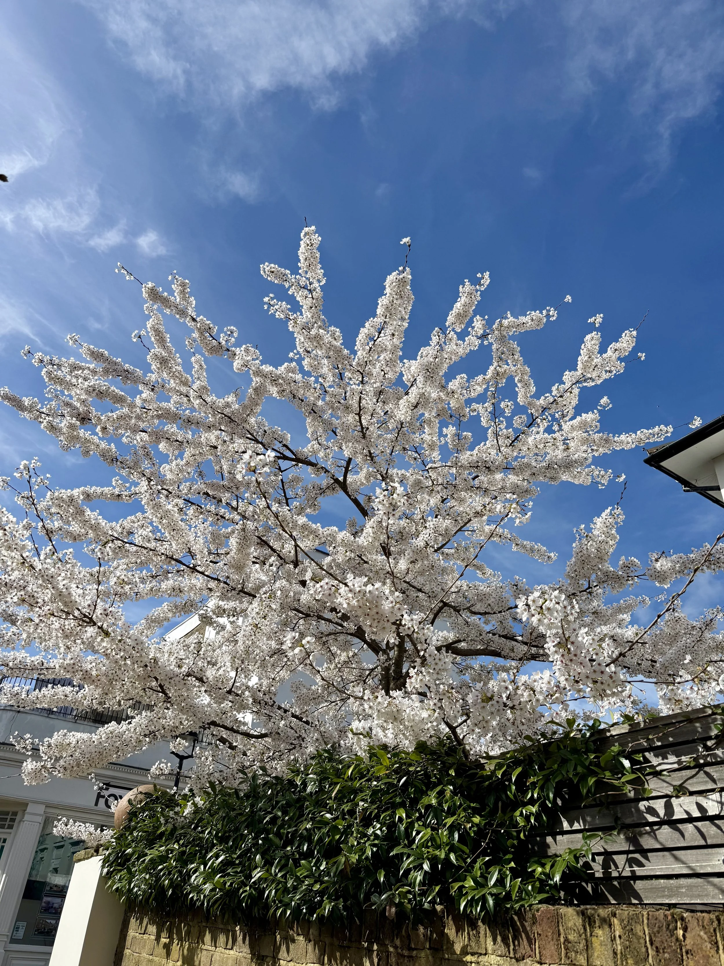 IMG_1483.jpeg