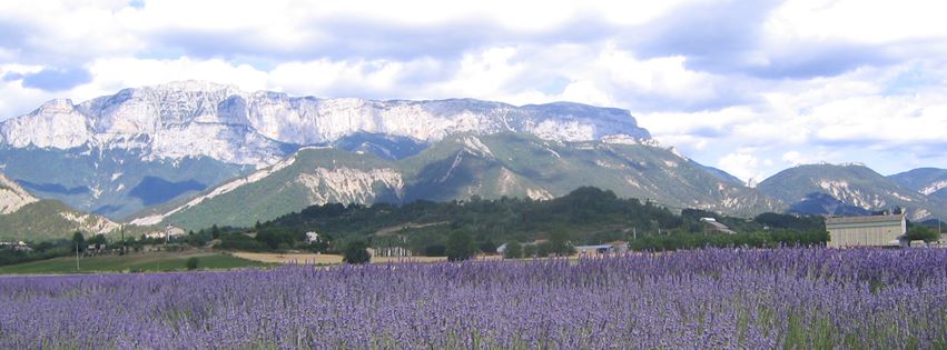Beautiful lavender fields in Europe used in Veriditas oils. 