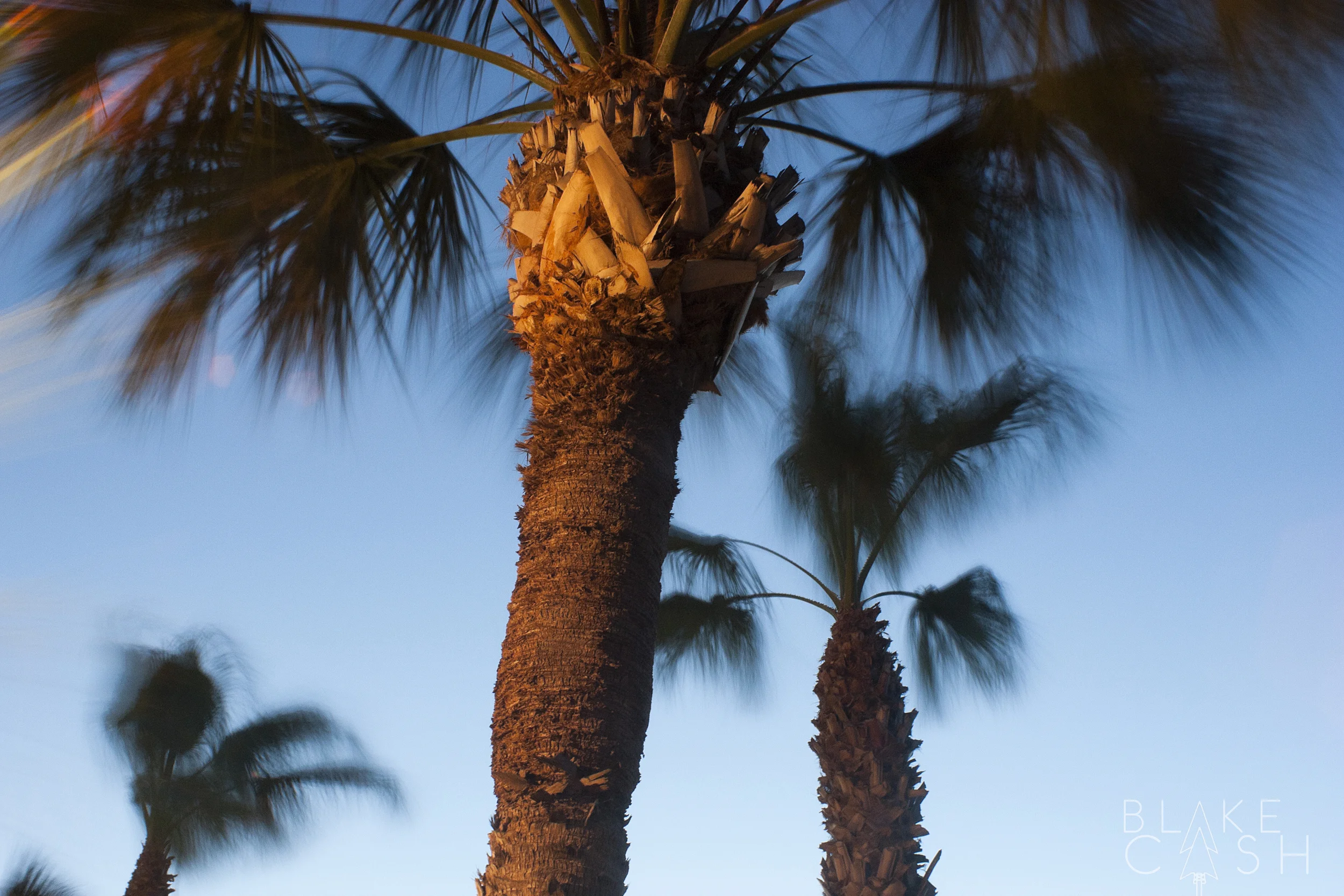 Gulf Palms