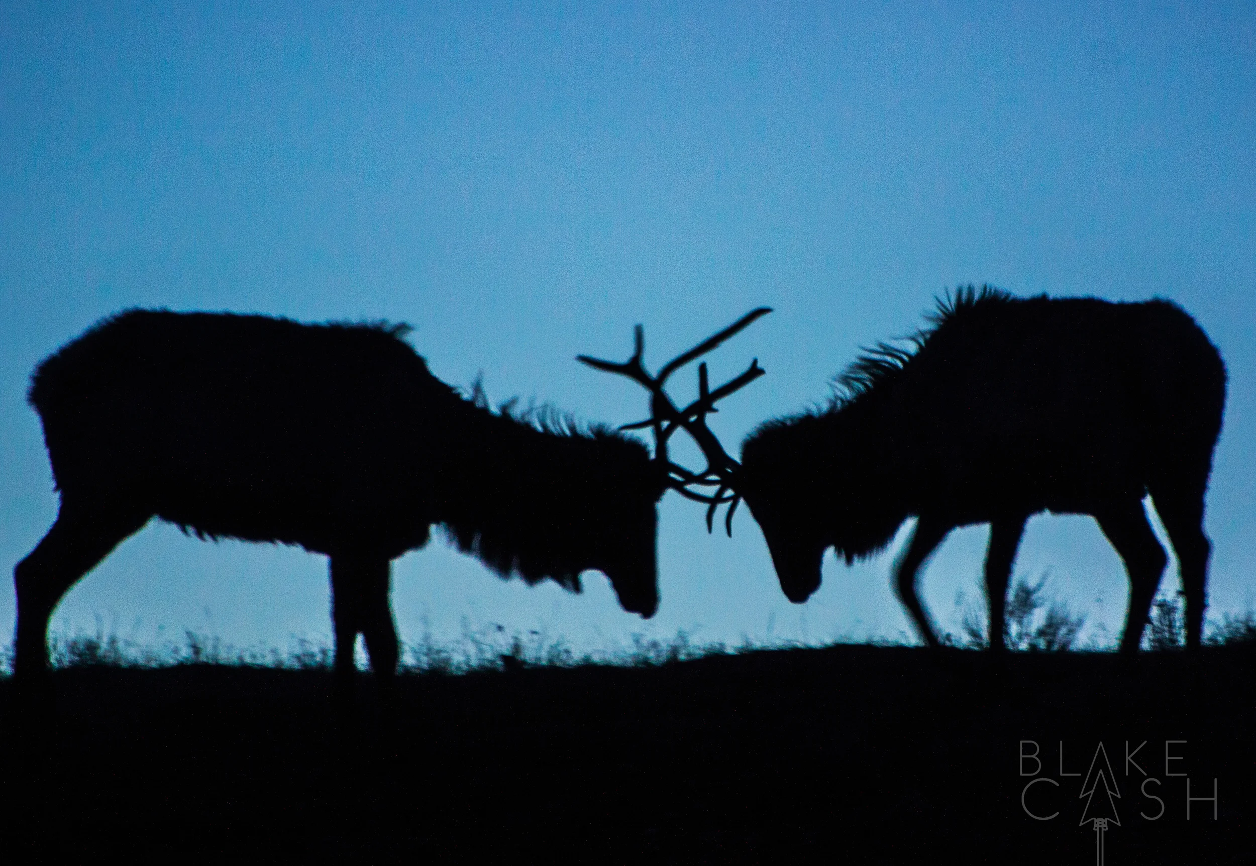 Elk Attack