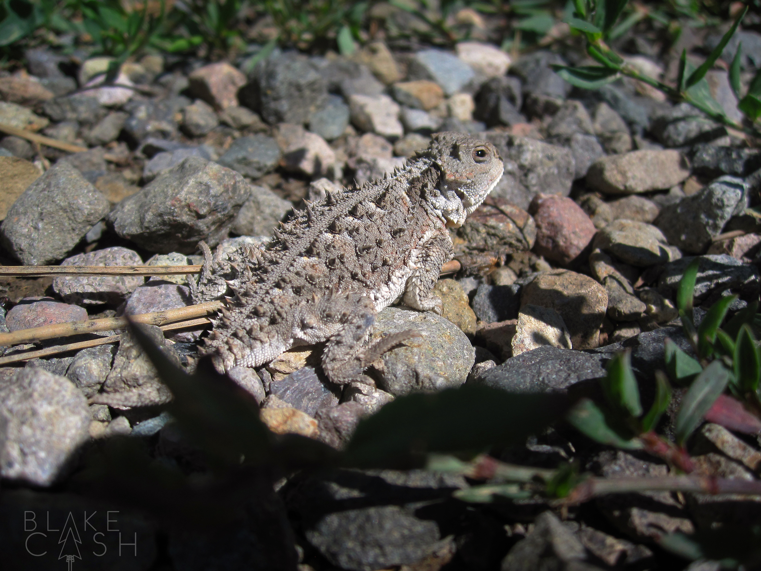 Horned Toad