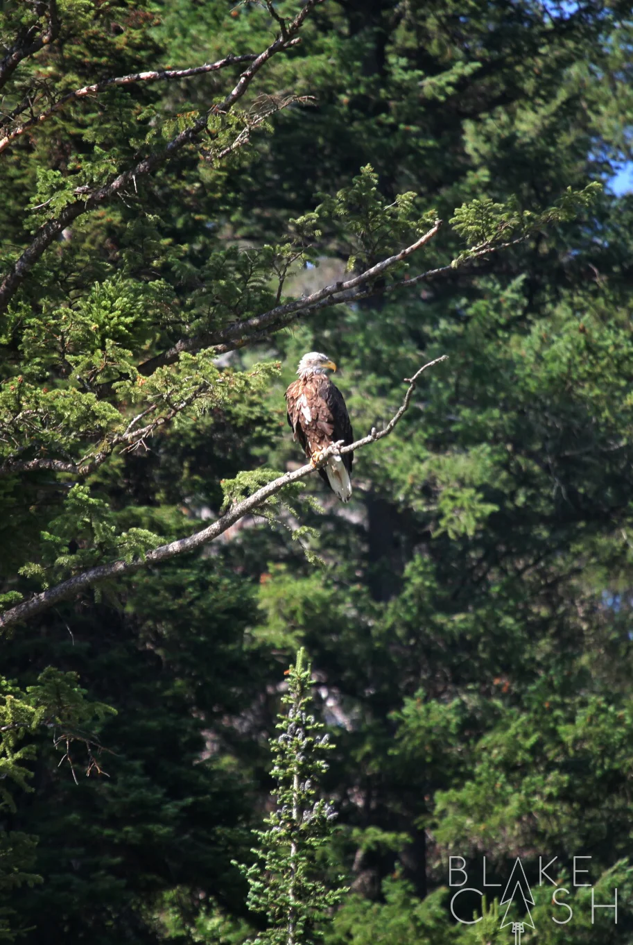 Perched