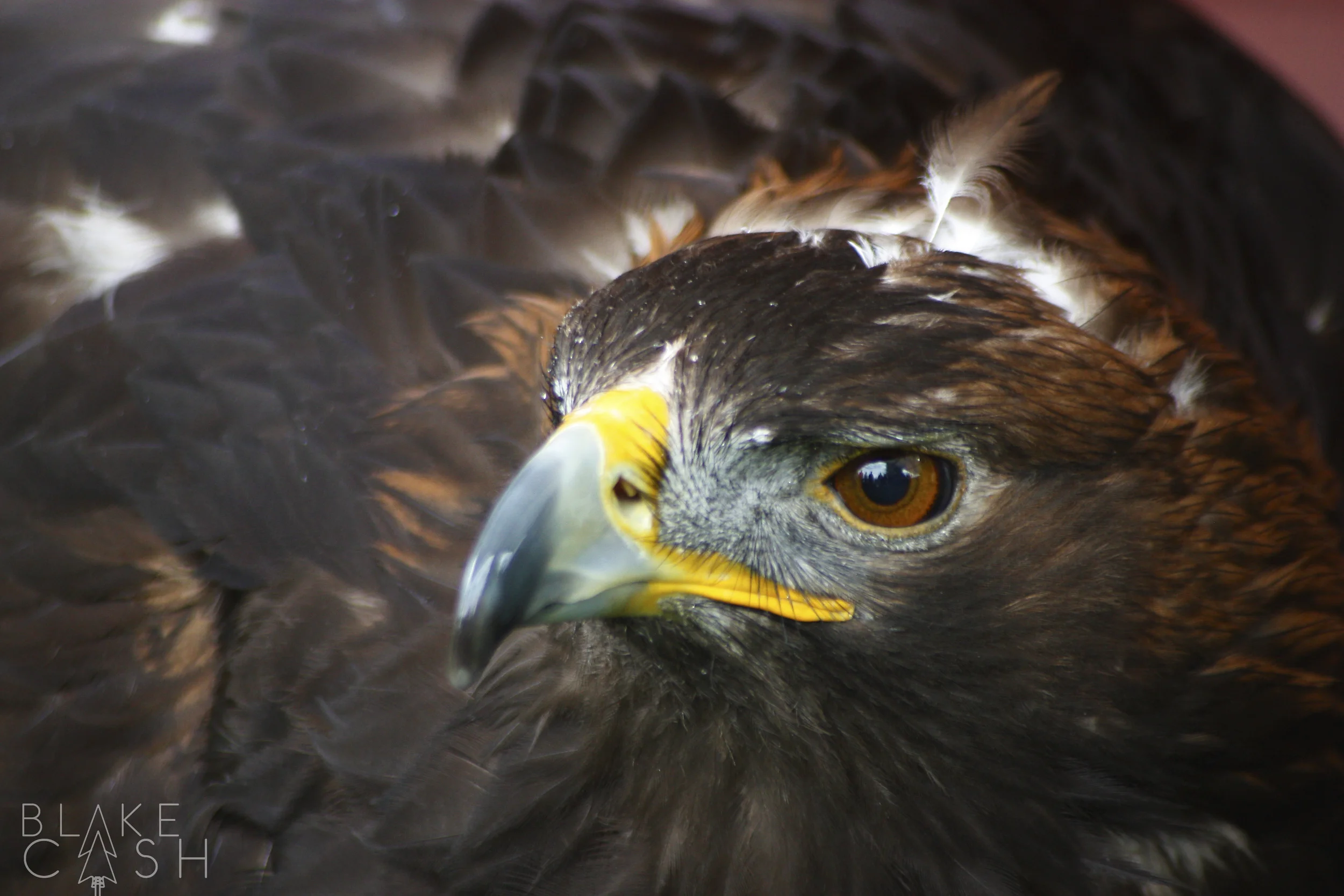 Golden Eagle
