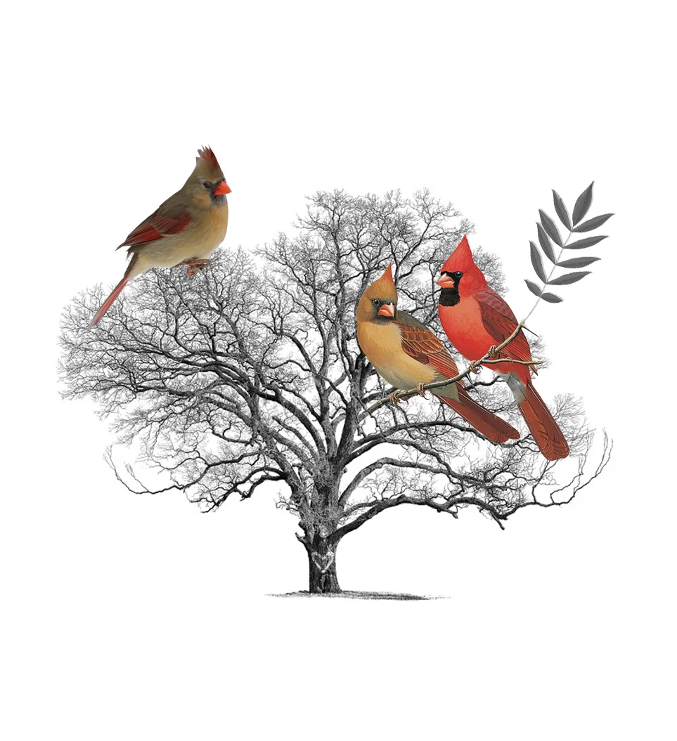 Pecan Cardinals