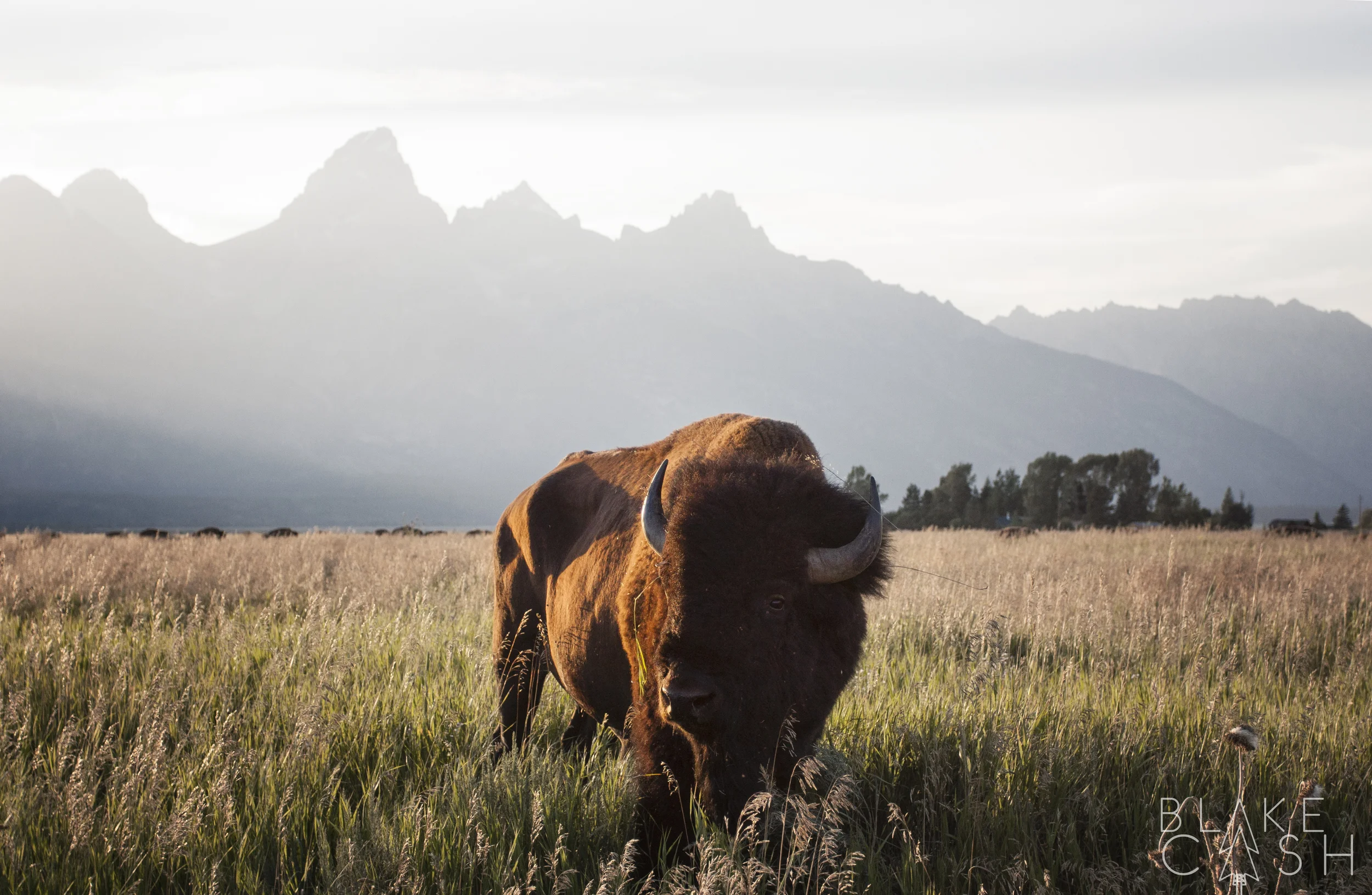 Traffic on the Plains