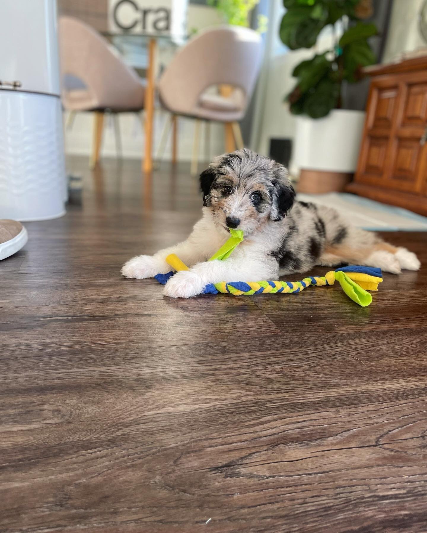 Everyone, meet Josie! A beautiful baby girl, entering our home at a whopping 8lbs 2oz. 🐶

Mommy and Daddy are doing great and feeling so grateful for our growing family&hellip;👨&zwj;👩&zwj;👧 

#birthstory #justkidding #puppy #aussiedoodle