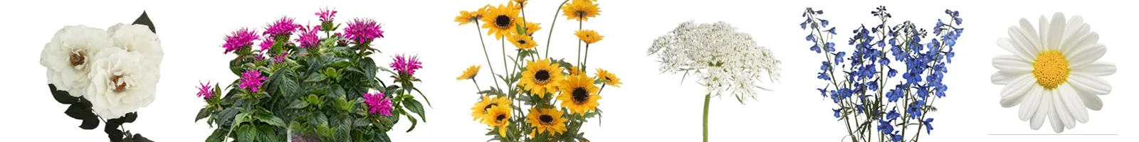 flower_meanings_mary_justi.jpg