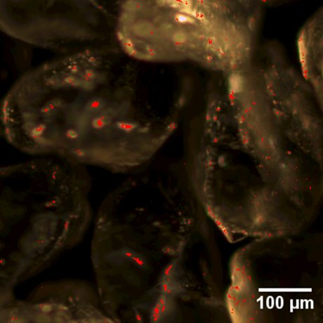 Reactive zerovalent iron nanoparticles on sand grains detected by hyperspectral imaging