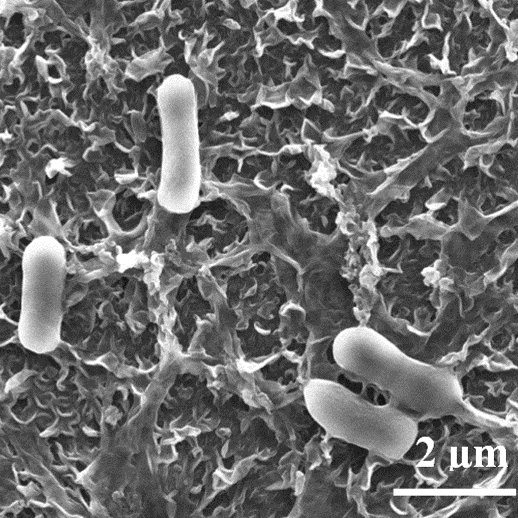 E. coli cells attached to a polyamide membrane used for water purification