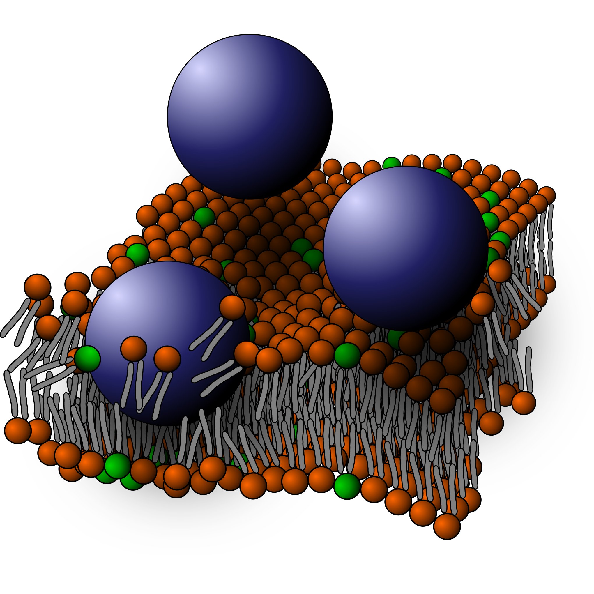 Nanoparticles disrupting a supported lipid bilayer
