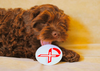 Moose shows off his affection for CFA!