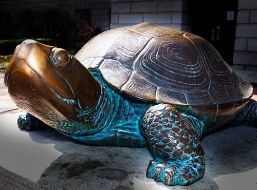 turtle(1).jpg