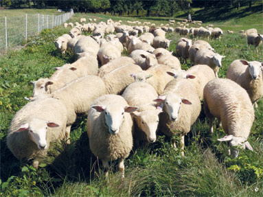 sheep