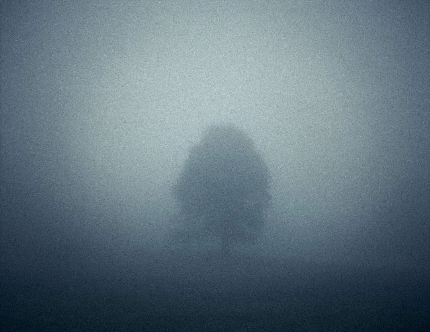 Fog Tree