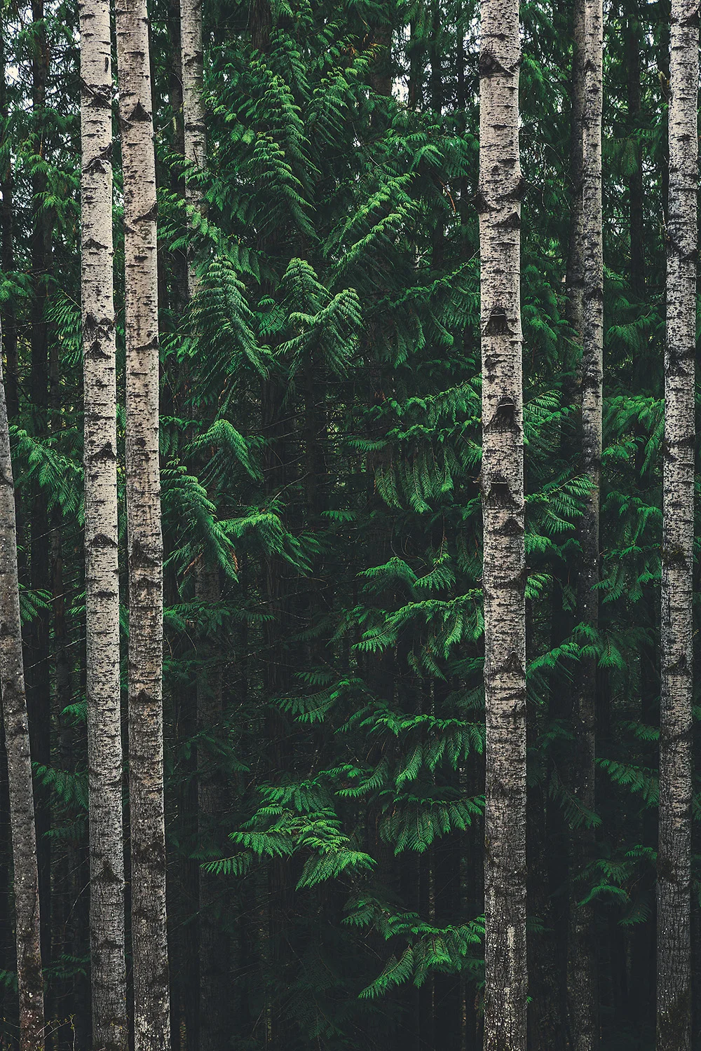 _SP_2247_18x12 copy.jpg