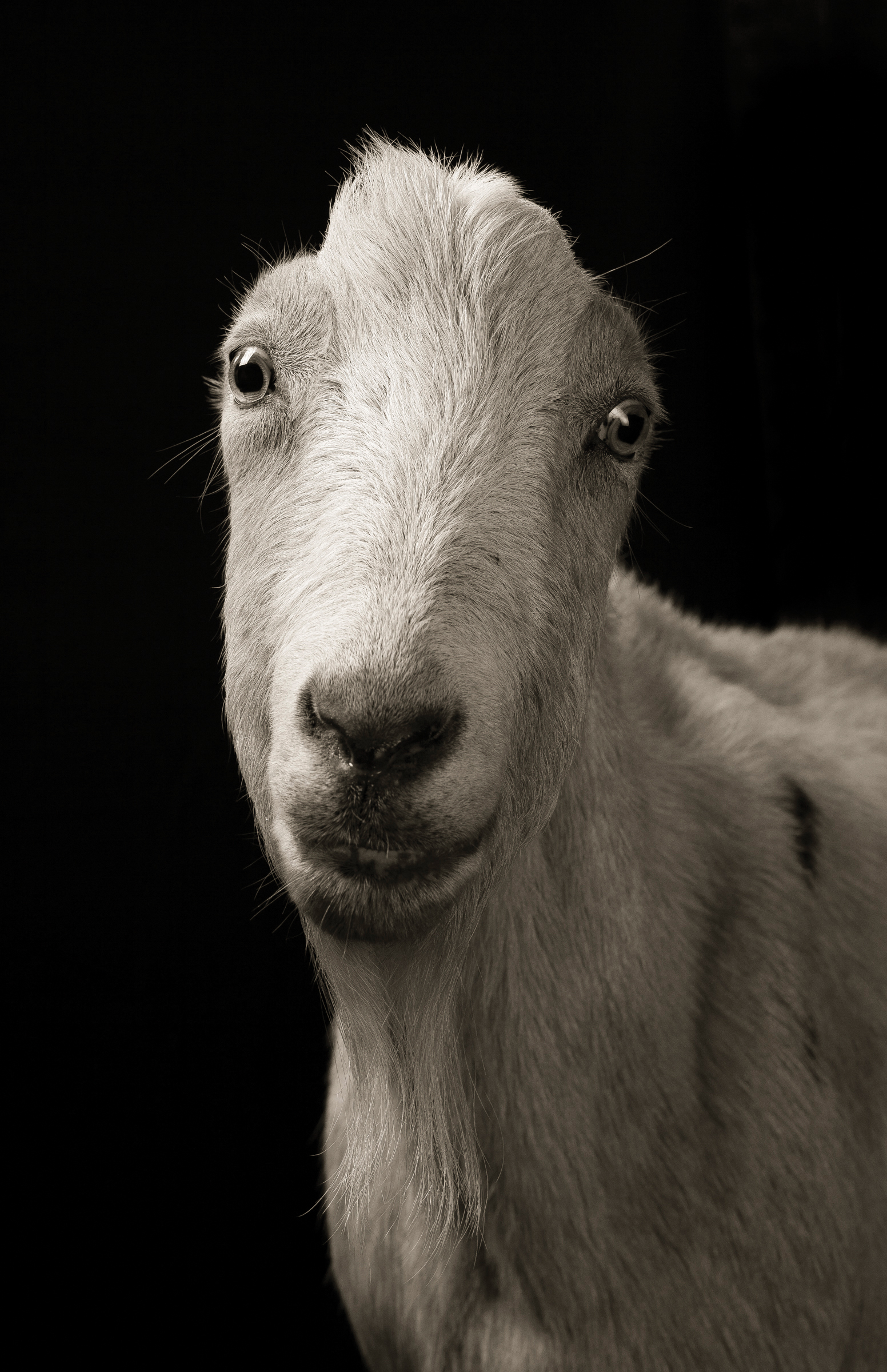 "Carl #1" from the Chattel project. Copyright Kevin Horan 2012.