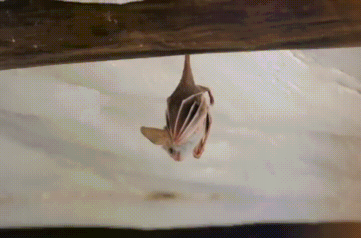 Welcome To Bat City Review’s New Blog — The Cave