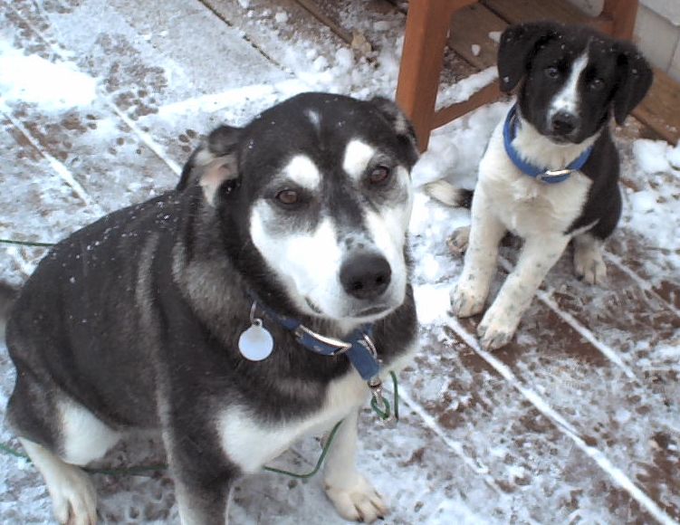 Paris and puppy Monte doing TREATS FOR SITS like the furry, little champs they are. GOOD BOYS GOOD BOYS GOOD BOYS!