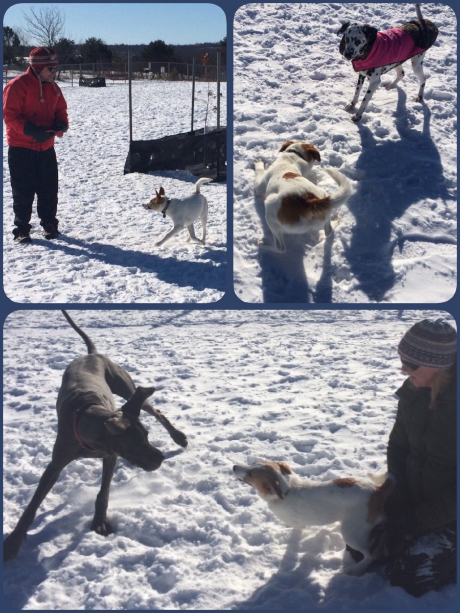 Ray charmed these two kind strangers by sitting on their laps and feet. He finally decided to play with their dogs.