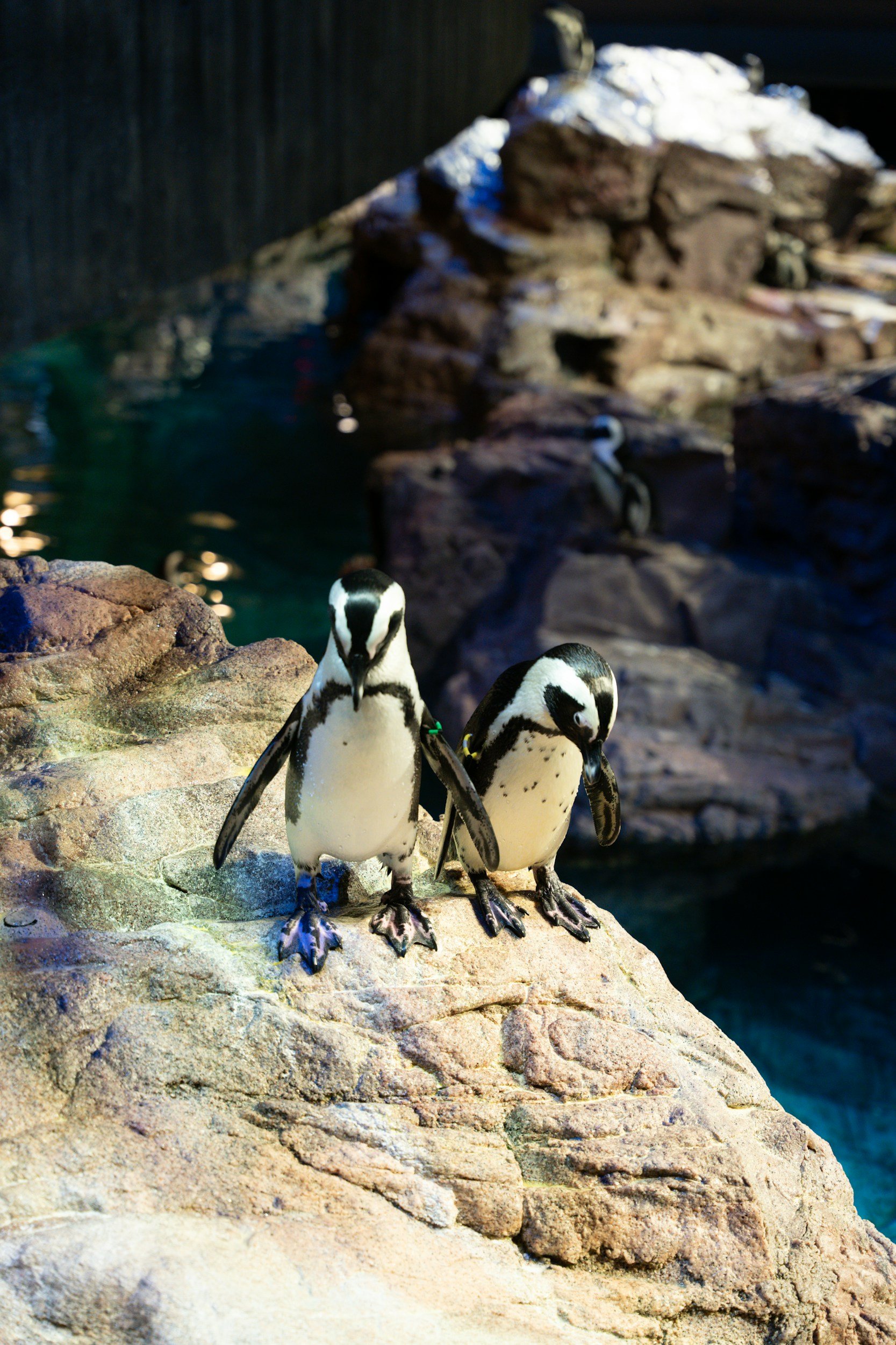 New England Aquarium Trip