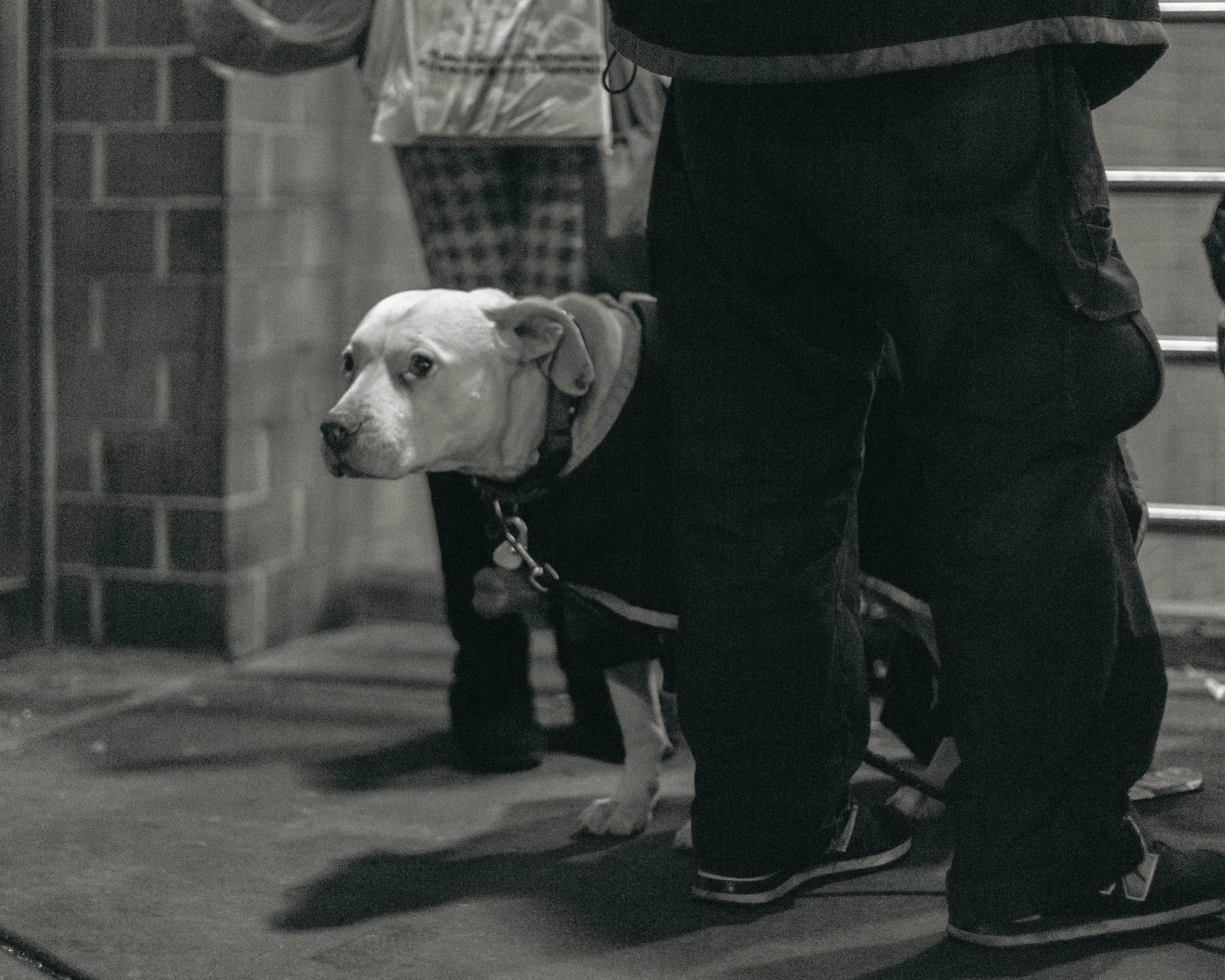 Union Square, NYC. Dogs are often companions for the homeless. Despite the number of homeless who own dogs, shelters do not accept people who own dogs, making the process of getting housing from a shelter even more complicated. A handful of hospitals accept animals. 