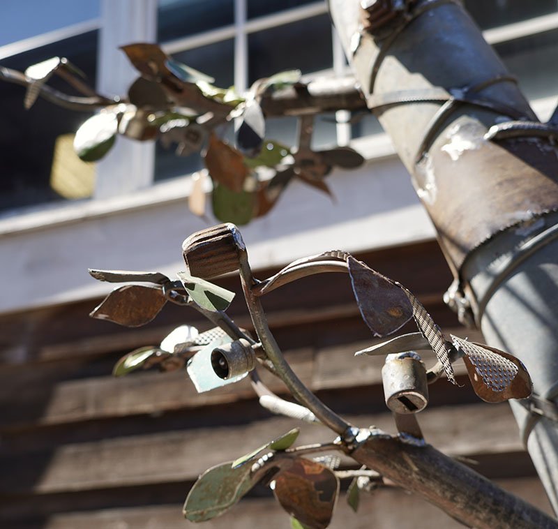 Lauren Salvages Tree Close Up.JPG