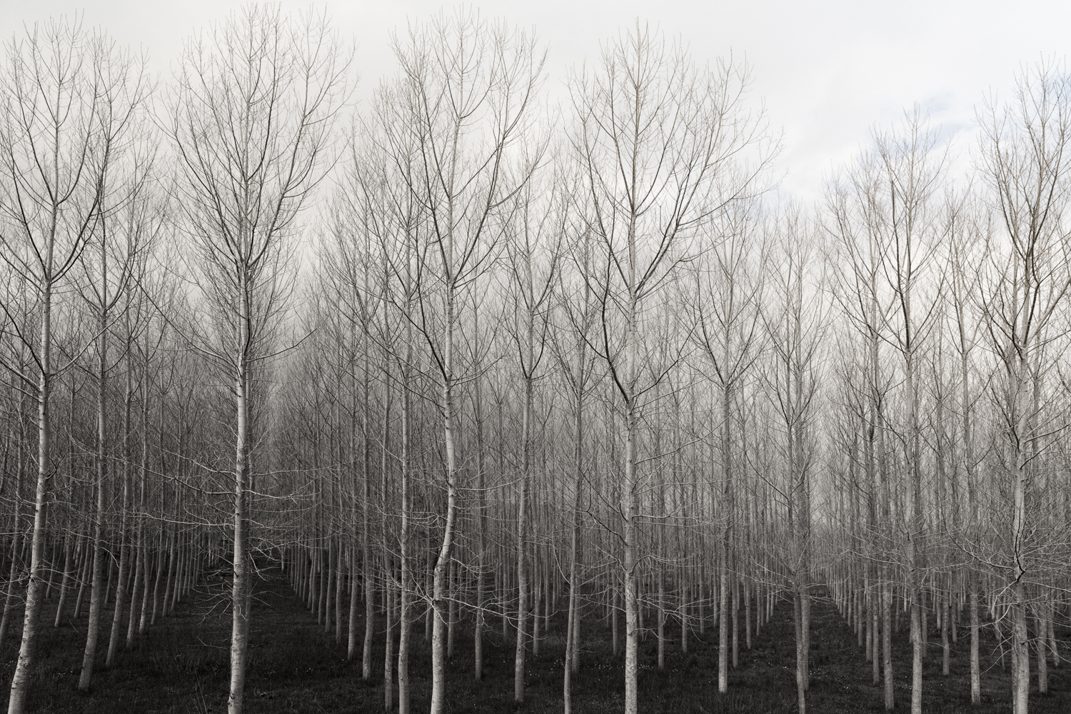 Trees in Rows